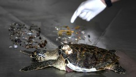 FOTO: Penyu Mati di Uni Emirat Arab karena Telan Sampah Plastik