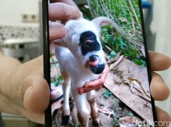 Penampakan Anak Domba Bermata Satu yang Curi Perhatian Warga Garut