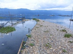 130 Ton Ikan di Danau Maninjau Mati Mendadak! Ada Apa?