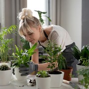 Sudah Tahu Belum? Ternyata 9 Jenis Tanaman Ini Bisa Menyerap Racun Rokok dan Bikin Udara Sekitar Lebih Segar!