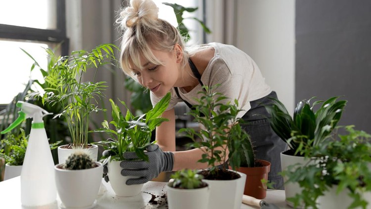 ilustrasi merawat tanaman hias A focused woman in an apron grows flowers and herbs in her home garden. Gardening concept