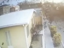 Ratusan Burung Mendadak Jatuh dari Langit Hebohkan Warga
