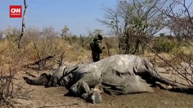 VIDEO: Tes DNA Ribuan Gading Ungkap Lokasi Perburuan Gajah Afrika