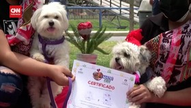 VIDEO: Anjing-anjing di Peru Nikah Massal saat Valentine