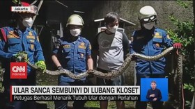 VIDEO: Ular Sanca Sembunyi di Lubang Kloset