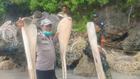 Ahli Duga Tulang Ikan Raksasa Sulsel adalah Paus Mati Terendam Pasir
