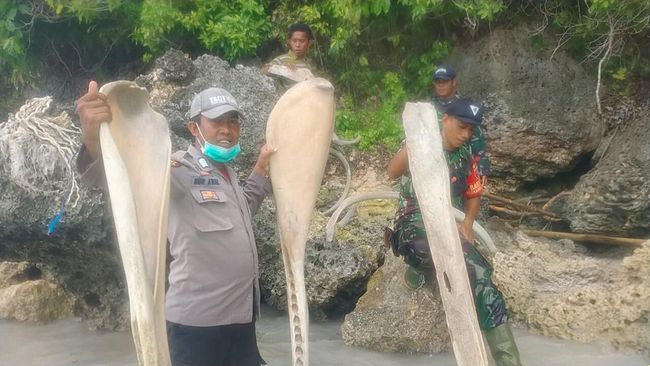 Ahli Duga Tulang Ikan Raksasa Sulsel adalah Paus Mati Terendam Pasir Ahli BRIN menduga tulang ikan raksasa yang ditemukan warga di Sulsel merupakan paus yang membusuk kemudian terendam pasir.