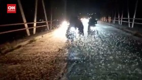 VIDEO: Serbuan Serangga Klapper Di Mojokerto Ganggu Aktivitas Warga