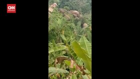 VIDEO: Kawanan Gajah Masuk Pemukiman Warga di Kabupaten Pidie