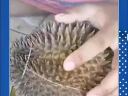 Duh, Pedagang Nakal Jual Durian Zonk di Pasar Wisata Cheng Hoo Pasuruan