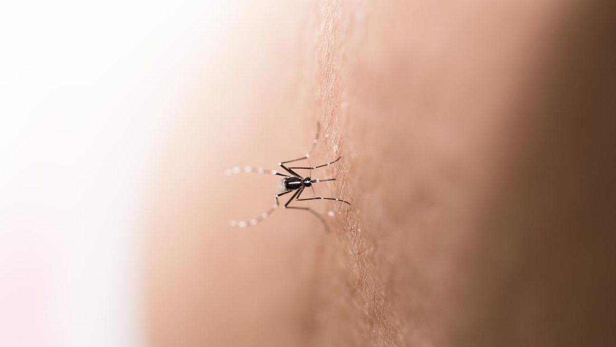 Kasus Dengue Capai 131 Ribu, 544 Jiwa Meninggal Dunia