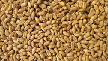 Ilustrasi Gandum (Photo by Avinash Kumar on Unsplash)