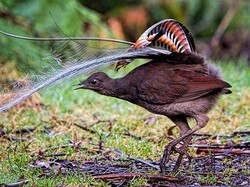 Burung Ini Bisa Meniru Suara Tangisan Bayi, Ada di Australia