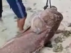 Ikan Kerapu Raksasa Tangkapan Nelayan Selayar Sulsel Bikin Timbangan Eror