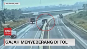 VIDEO: Permisi, Gajah Mau Menyeberang di Tol
