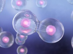 Pembelahan Meiosis: Pengertian, Jumlah, Tahap-tahap, dan Ciri