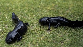 FOTO: Konservasi Meksiko Lepasliarkan Axolotl yang Terancam Punah