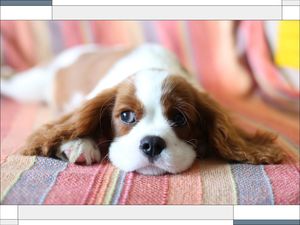 Do Animals Have Conscious Thoughts? Do Animals Have Conscious Thoughts?