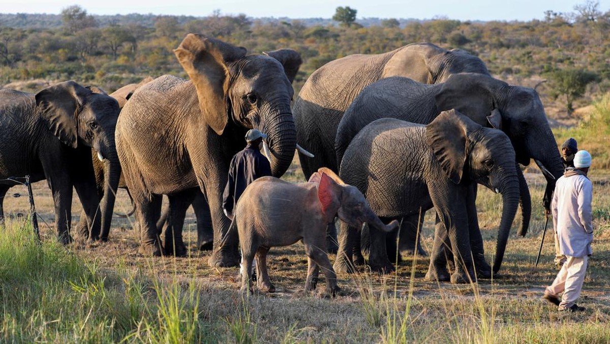 FOTO: Menyulap Kotoran Gajah Afrika Selatan Jadi Minuman Gin