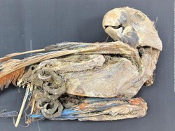 Mumi Burung Kakatua Bikin Peneliti Bingung