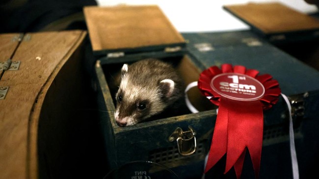 FOTO: Keseruan Lomba Balap Musang di Inggris
