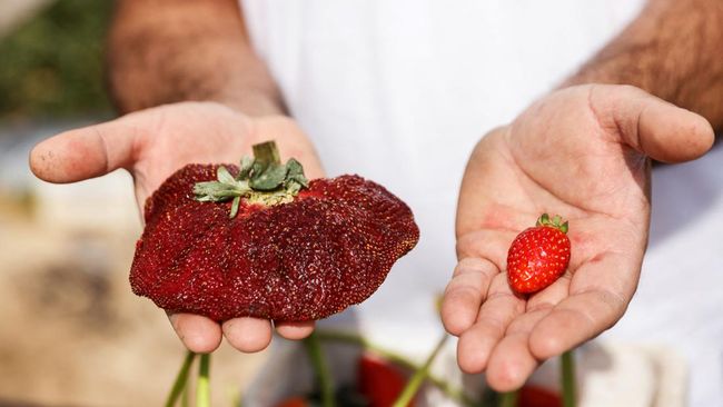 Buah stroberi yang ditanam oleh seorang petani Israel, Chahi Ariel menjadi stroberi terbesar di dunia dan telah dikonfirmasi oleh Guinness World Records.