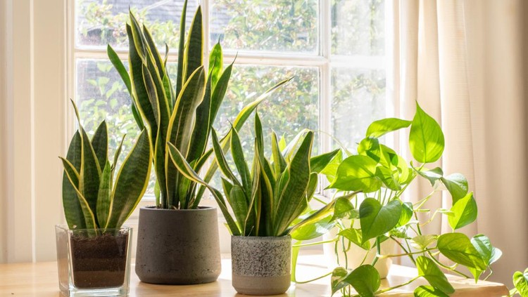 Indoor houseplants next to a window in a beautifully designed home or flat interior.