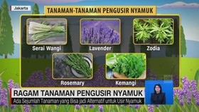 VIDEO: Ragam Tanaman Pengusir Nyamuk
