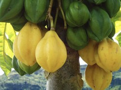Fakta Buah Carica Dieng Dengan Sejuta Manfaat Bagi Tubuh