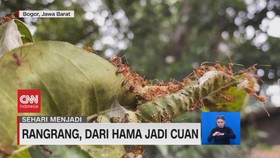 VIDEO: Sehari Menjadi Peternak Semut Rangrang