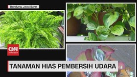 VIDEO: Tanaman Hias Pembersih Udara