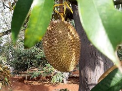 Ada 4 Jenis Durian yang Bisa Dipetik Langsung di Kebun Durian Lamongan Ini