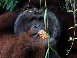 Orangutan Kabur dari Kandang, Gerak-gerik Kaburnya Bak Mata-mata
