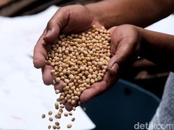 Pelaku Budidaya Kedelai Beberkan Kendala RI Capai Swasembada
