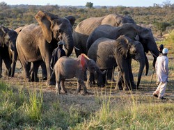 Kenapa Telinga Gajah Besar dan Lebar?