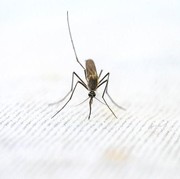 Nggak Sembarangan Gigit, Ini 6 Tipe Orang yang Tubuhnya Paling Disukai Nyamuk, Hati-hati DBD!