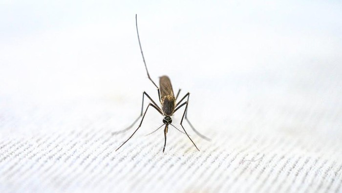 Nggak Sembarangan Gigit, Ini 6 Tipe Orang yang Tubuhnya Paling Disukai Nyamuk, Hati-hati DBD!