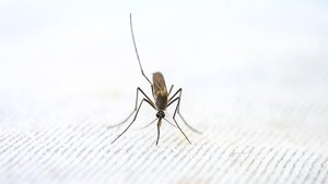 Nggak Sembarangan Gigit, Ini 6 Tipe Orang yang Tubuhnya Paling Disukai Nyamuk, Hati-hati DBD!