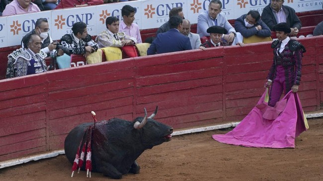 FOTO: Nasib Adu Banteng Meksiko di Ujung Tanduk