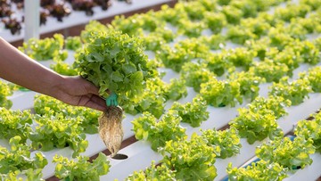 CARA MENANAM KANGKUNG HIDROPONIK