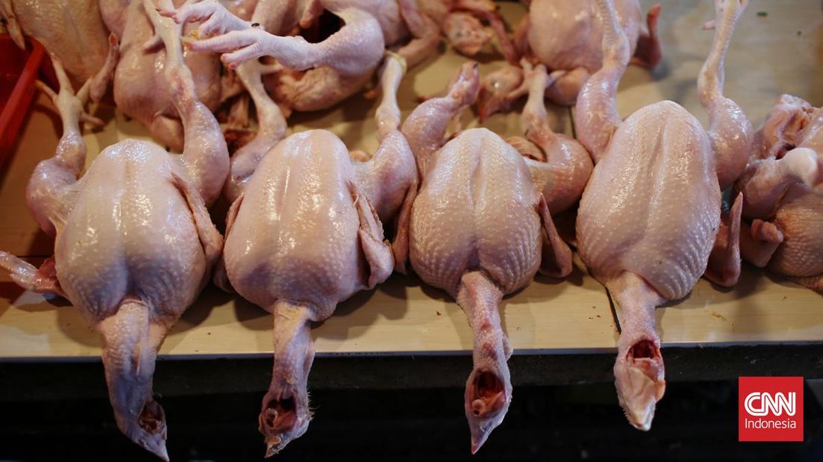 Harga Ayam Potong di Medan Tembus Rp40 Ribu per Kg