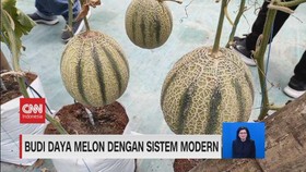 VIDEO: Budi Daya Melon Dengan Sistem Modern