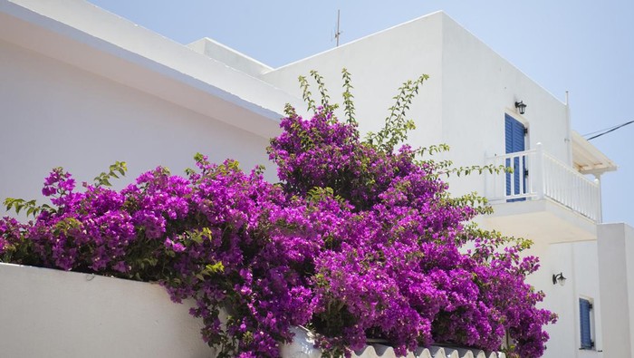 Pink flowers overflowing balcony edge - Greece