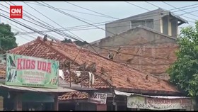 VIDEO: Puluhan Monyet Liar Serbu Pemukiman Warga Ciampea