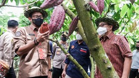 Berpotensi Besar, Sandiaga Ingin Tingkatkan Ekspor Kakao Jembrana