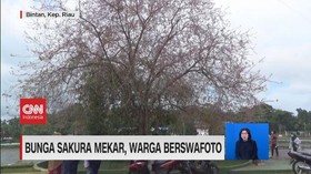 VIDEO: Bunga Sakura Mekar, Warga Berswafoto