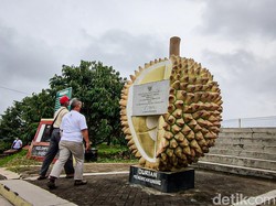 Panen Raya! Yuk Berburu Durian Premium di Embung Tonogoro Kulon Progo