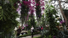 FOTO: Mekar Indah Bunga Anggrek di Kebun Raya New York