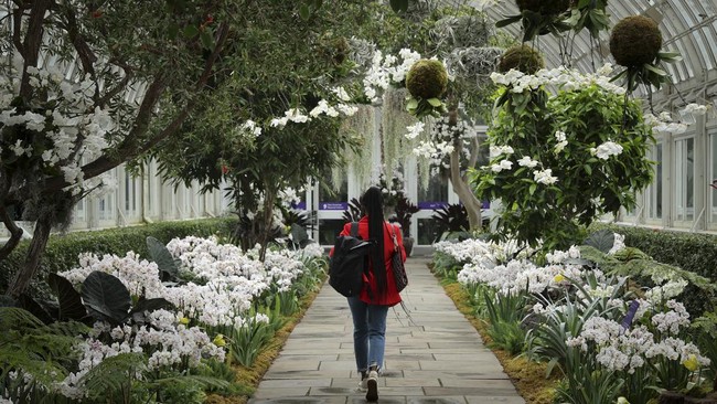 FOTO: Mekar Indah Bunga Anggrek di Kebun Raya New York