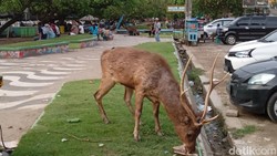 img-title Tubuh Kotor & Tak Terurus, Rusa di Pangandaran Makan Sampah Sisa Warga